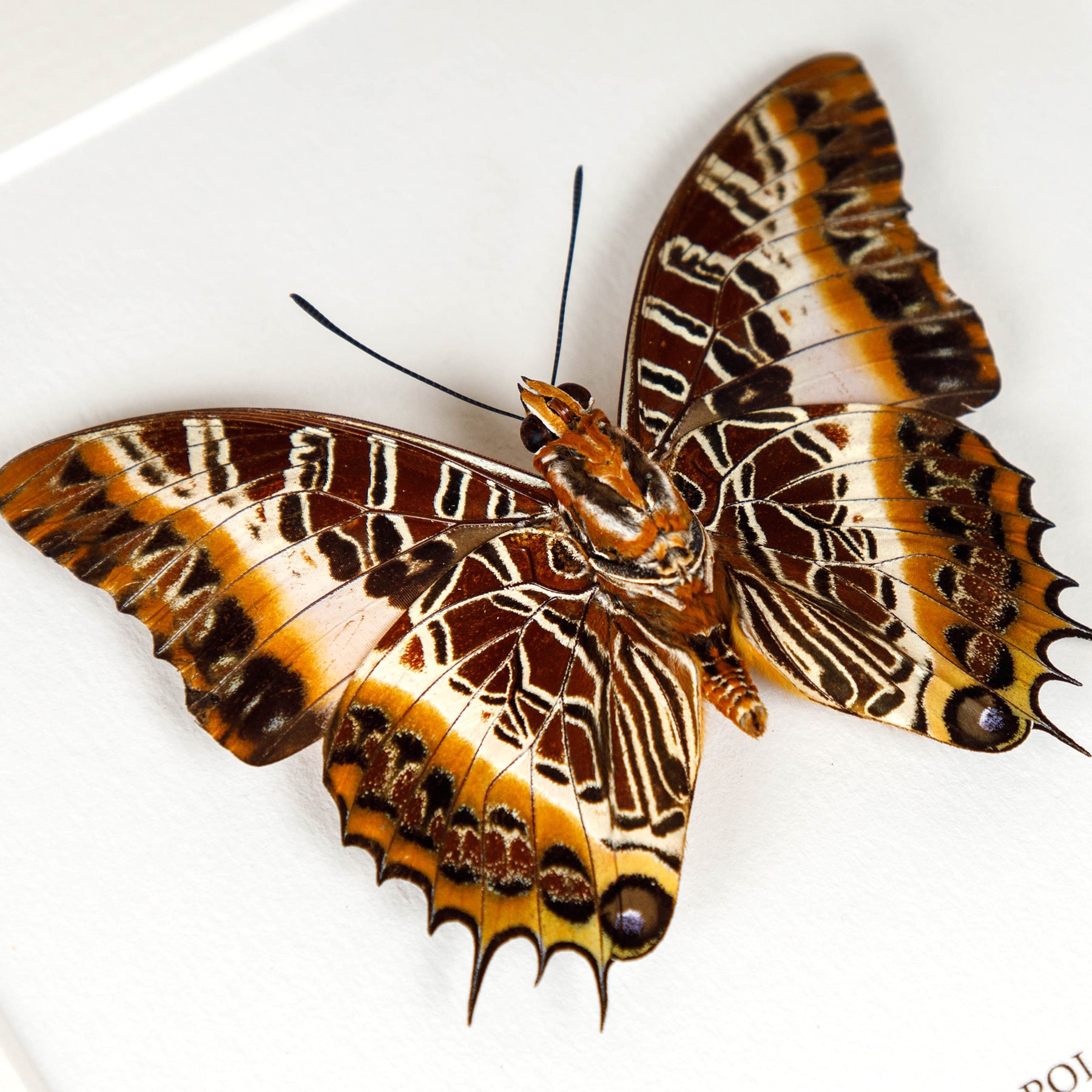 Black-bordered Charaxes Ventral Side In Box Frame (Charaxes pollux)