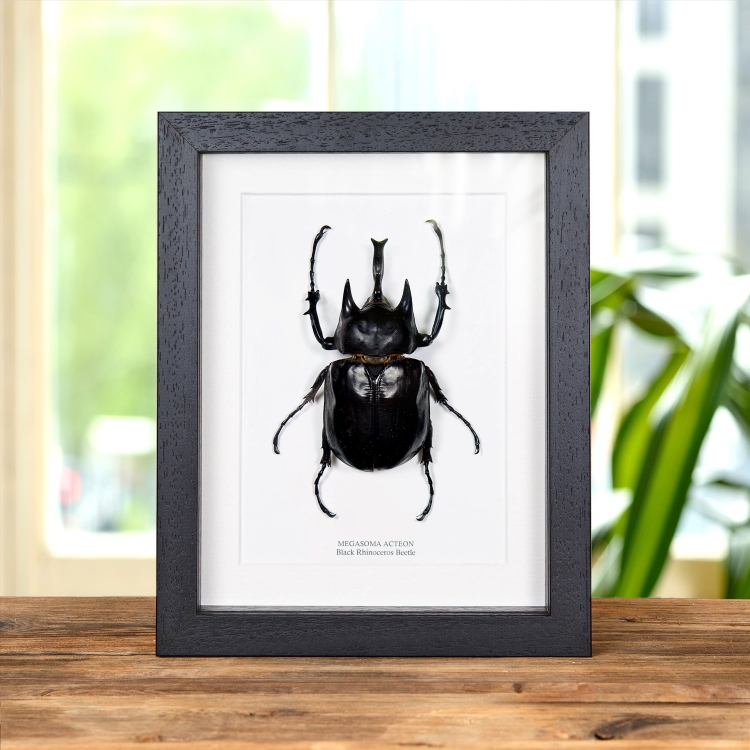 Black Rhinoceros Beetle In Box Frame (Megasoma actaeon)