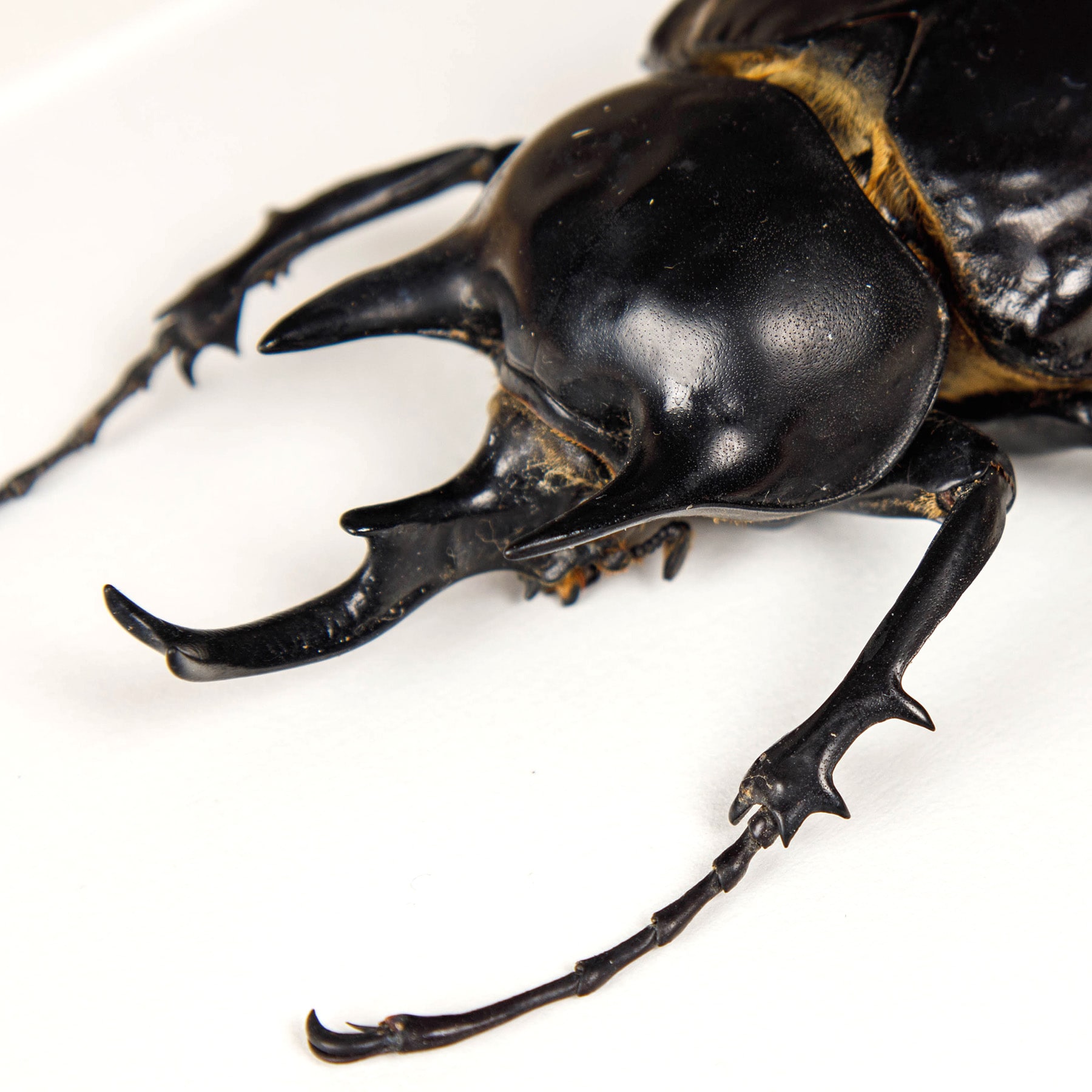 Black Rhinoceros Beetle In Box Frame (Megasoma actaeon)