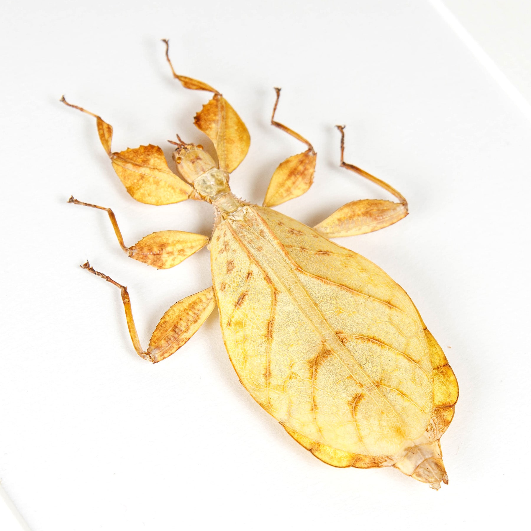 Minibeast Walking Leaf Insect In Box Frame (Phyllium letiranti)