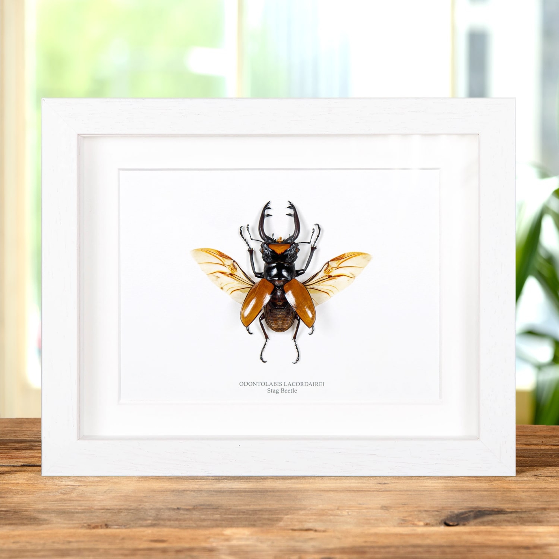 Stag Beetle With Wings Spread In Box Frame (Odontolabis lacordairei)