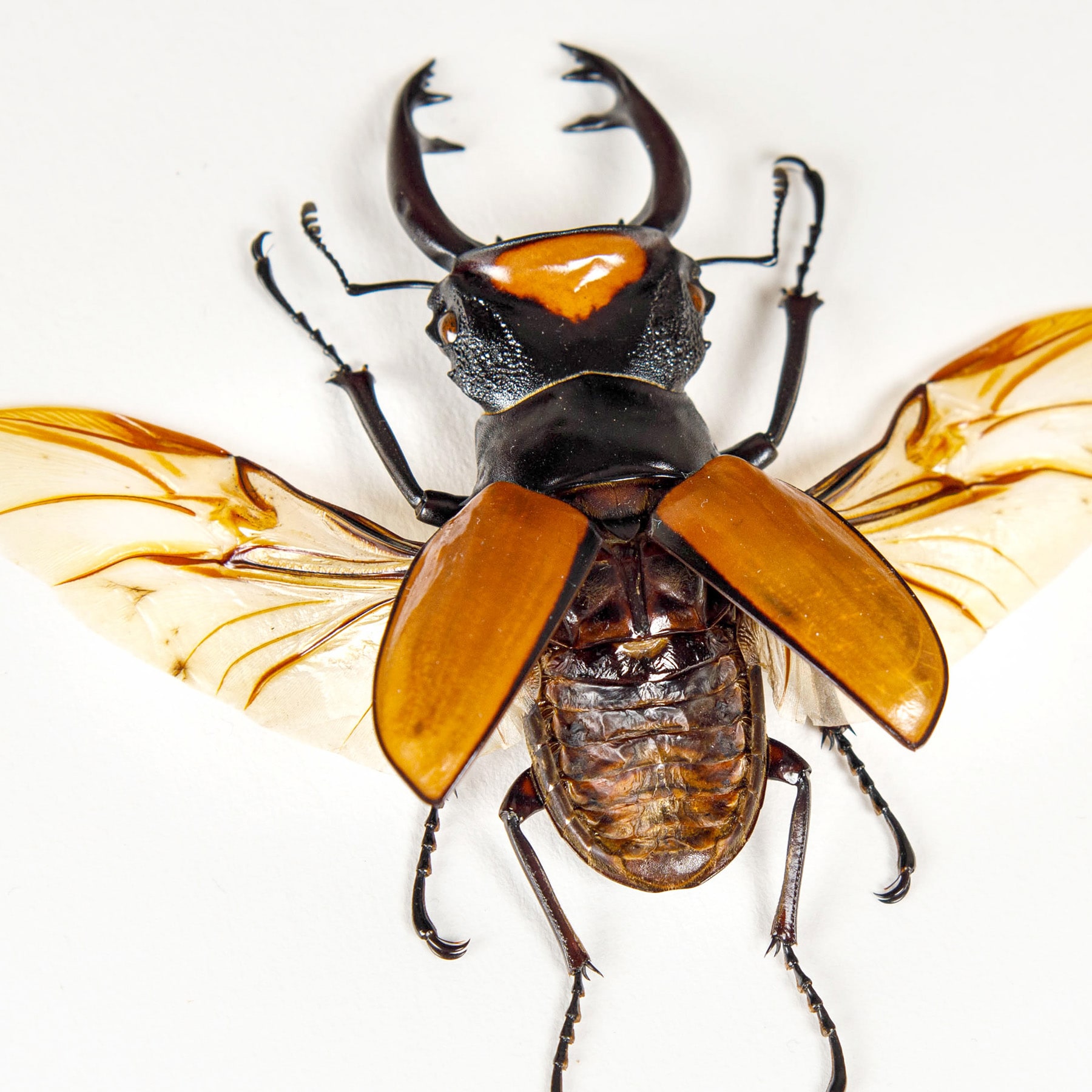 Stag Beetle With Wings Spread In Box Frame (Odontolabis lacordairei)