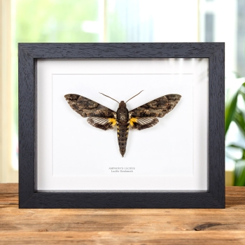 Lucifer Hawk Moth In Box Frame (Amphonyx lucifer)
