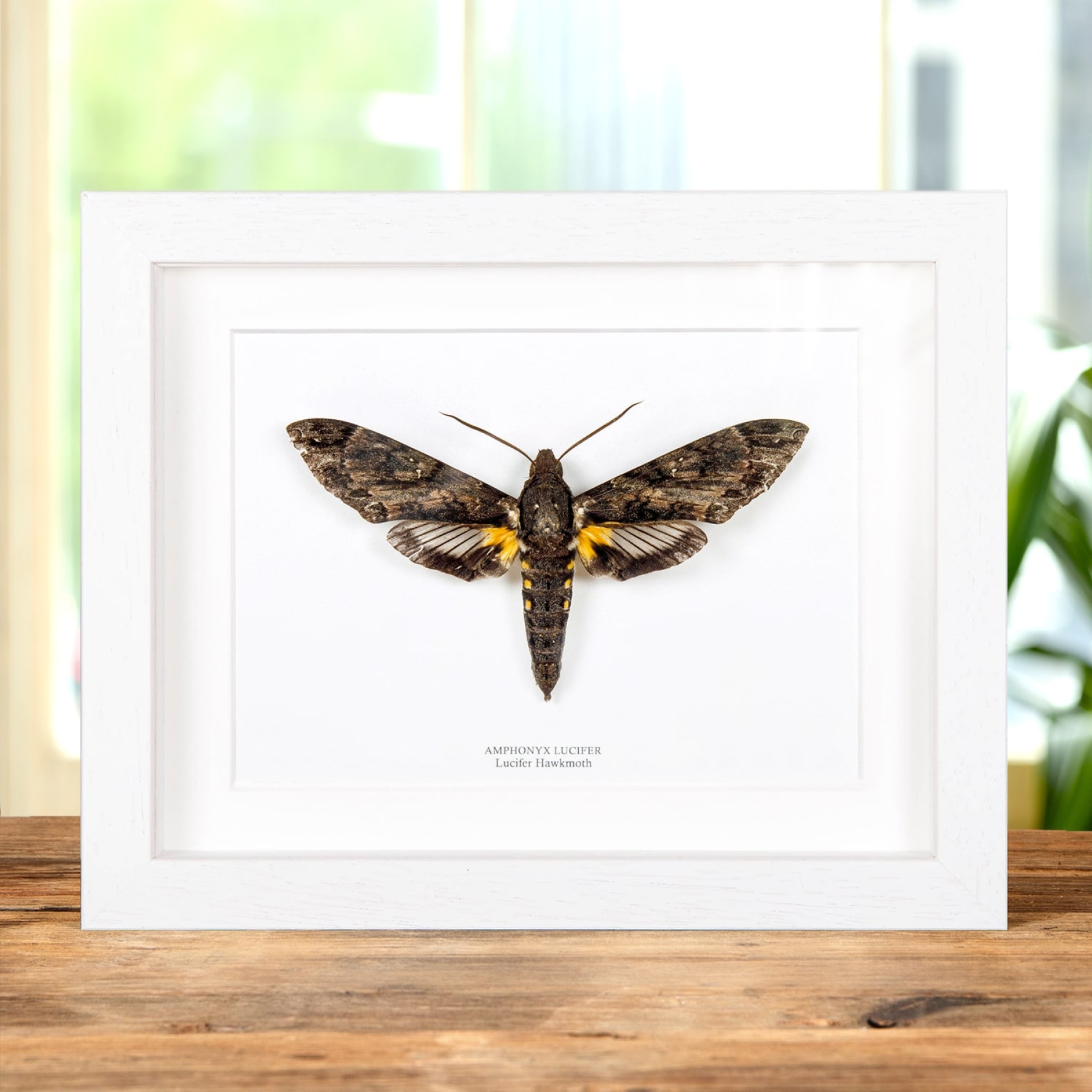 Lucifer Hawk Moth In Box Frame (Amphonyx lucifer)