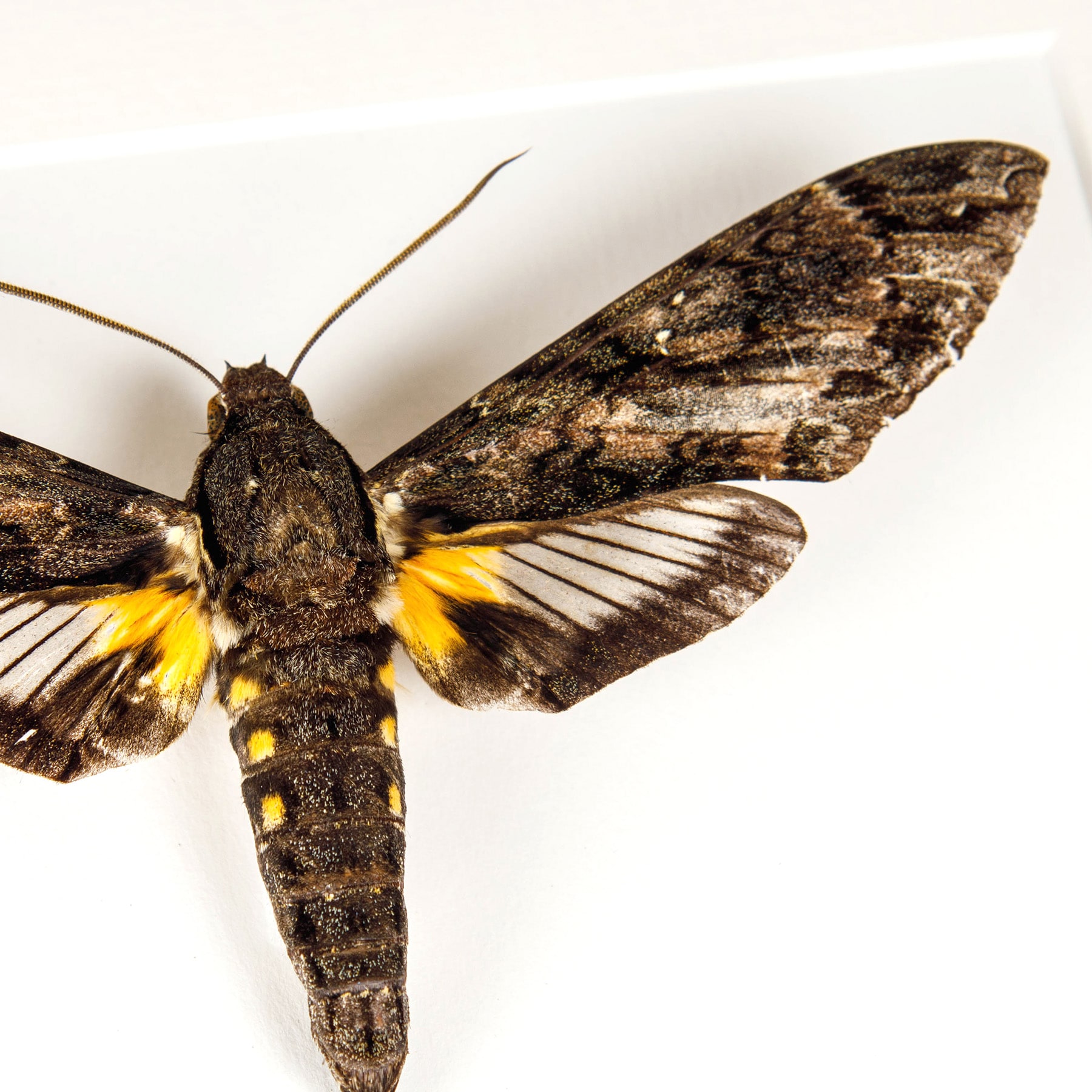 Lucifer Hawk Moth In Box Frame (Amphonyx lucifer)