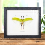 Minibeast Giant Flower Katydid In Box Frame (Orthoptera sp)