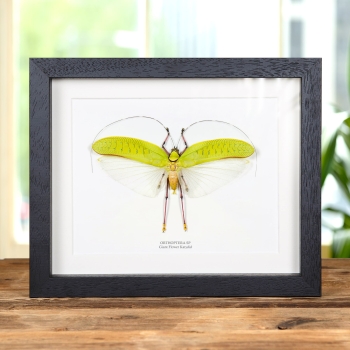 Giant Flower Katydid In Box Frame (Orthoptera sp)