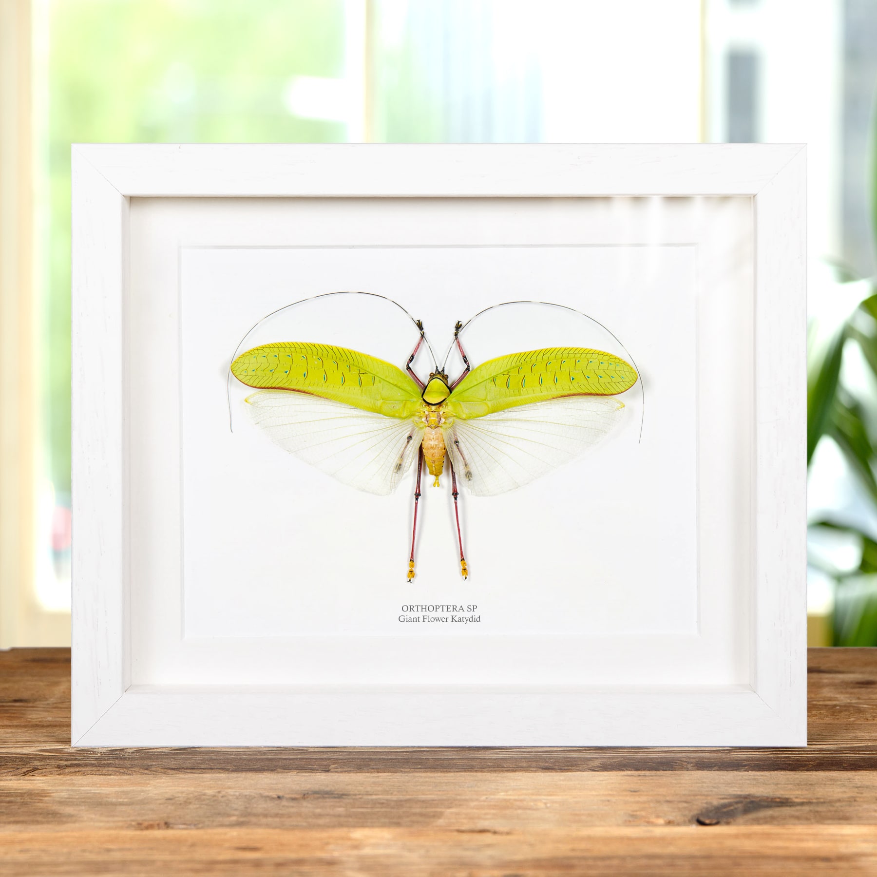 Giant Flower Katydid In Box Frame (Orthoptera sp) Giant Flower Katydid In Box Frame (Orthoptera sp)