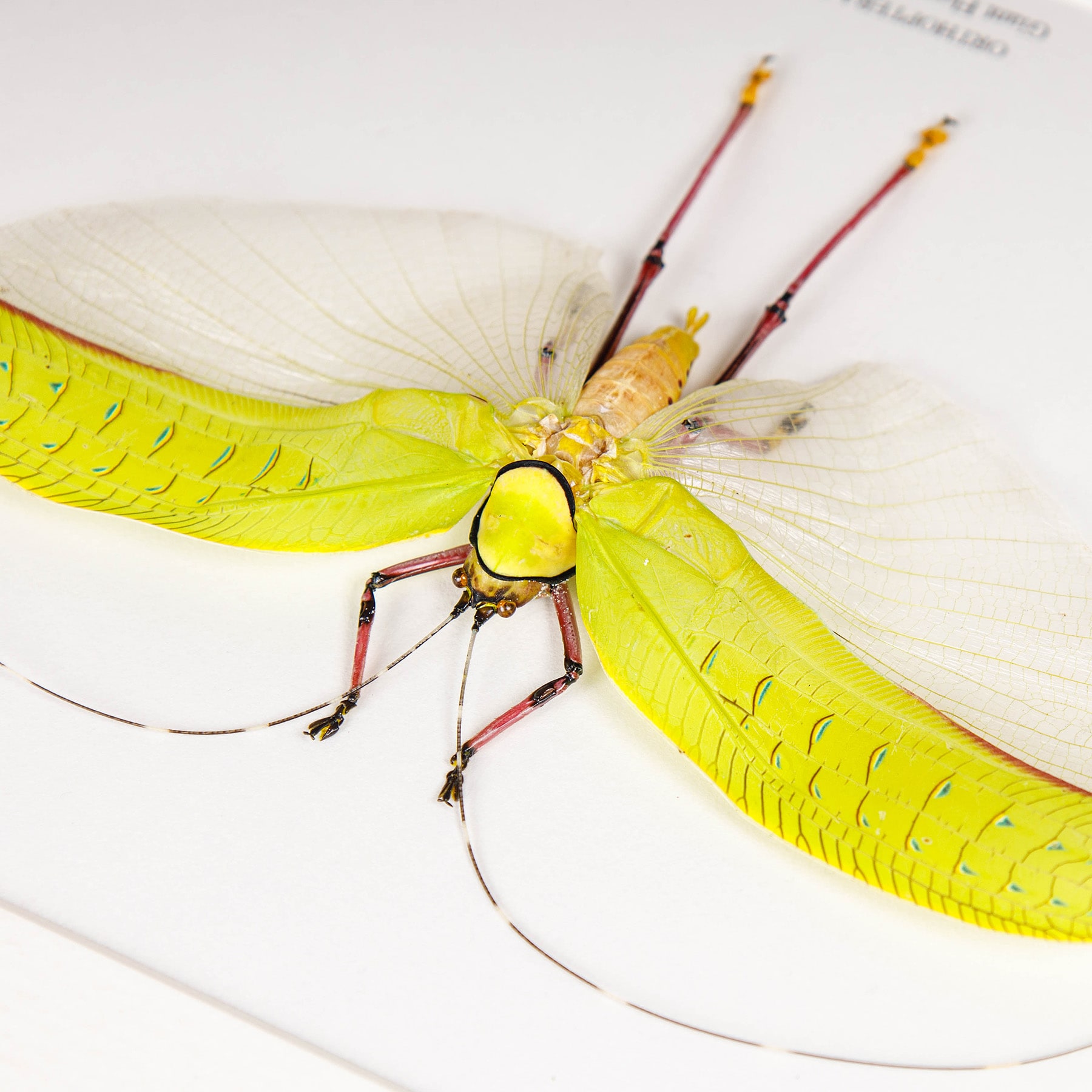 Giant Flower Katydid In Box Frame (Orthoptera sp) Giant Flower Katydid In Box Frame (Orthoptera sp)