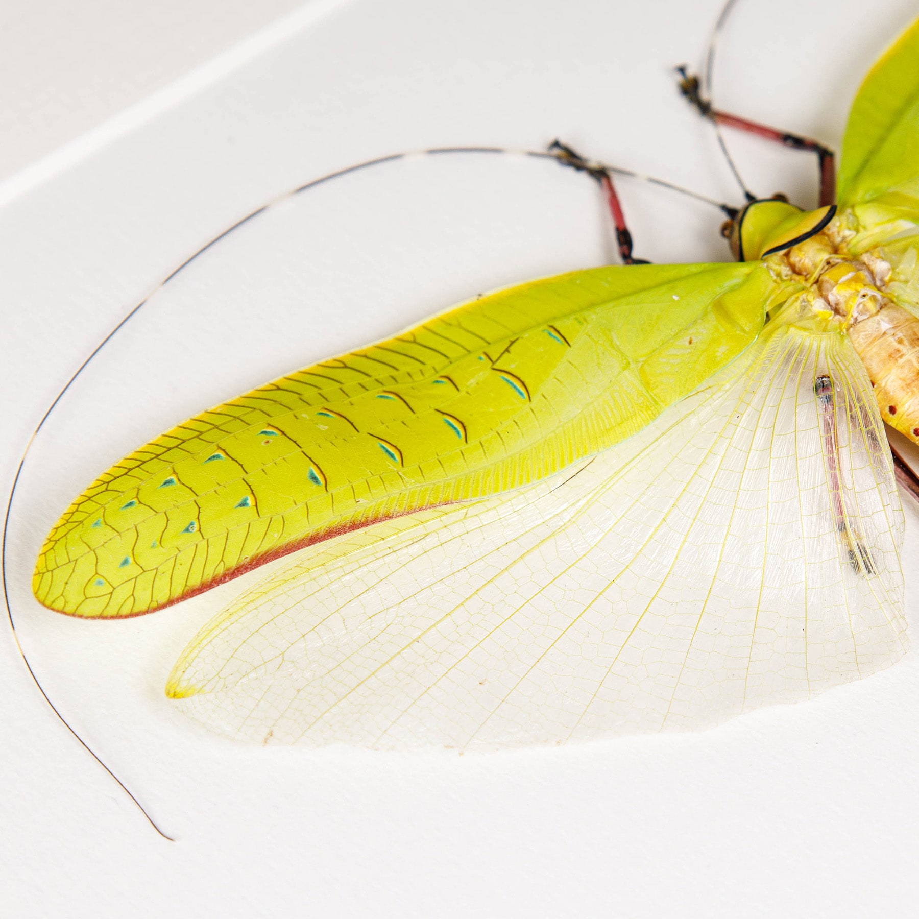 Giant Flower Katydid In Box Frame (Orthoptera sp) Giant Flower Katydid In Box Frame (Orthoptera sp)