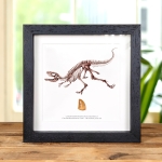 Minibeast Carcharodontosaurus Dinosaur Tooth Fossil & Illustration (Carcharodontosaurus saharicus)