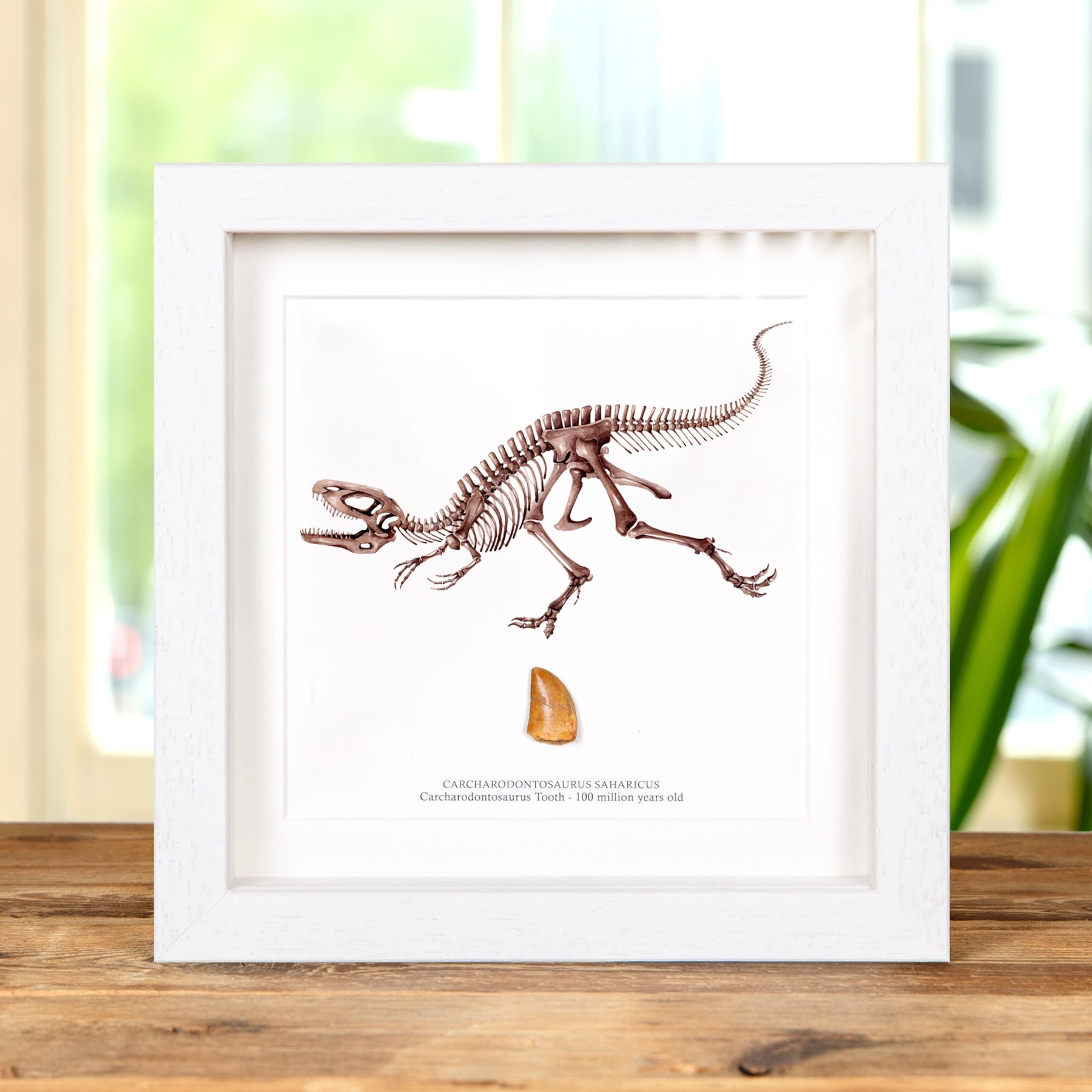 Carcharodontosaurus Dinosaur Tooth Fossil & Illustration (Carcharodontosaurus saharicus)