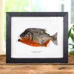 Minibeast XL Red-bellied Piranha In Box Frame (Pygocentrus nattereri)