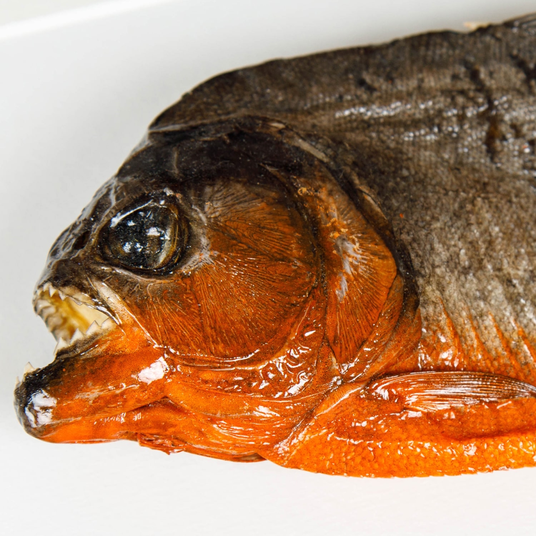 XL Red-bellied Piranha In Box Frame (Pygocentrus nattereri)