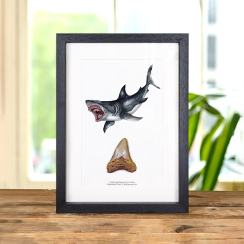 3 Inch Megalodon Shark Tooth & Illustration (Carcharodon megalodon) Fossil In Box Frame