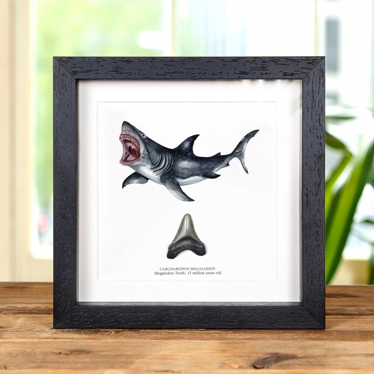 2 Inch Megalodon Shark Tooth & Illustration (Carcharodon megalodon) Fossil In Box Frame