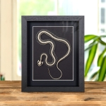 Minibeast White-lipped Pit Viper Skeleton In Box Frame (Trimeresurus albolabris)