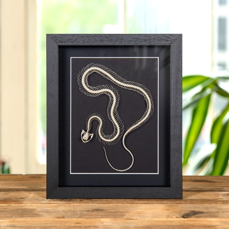 White-lipped Pit Viper Skeleton In Box Frame (Trimeresurus albolabris)