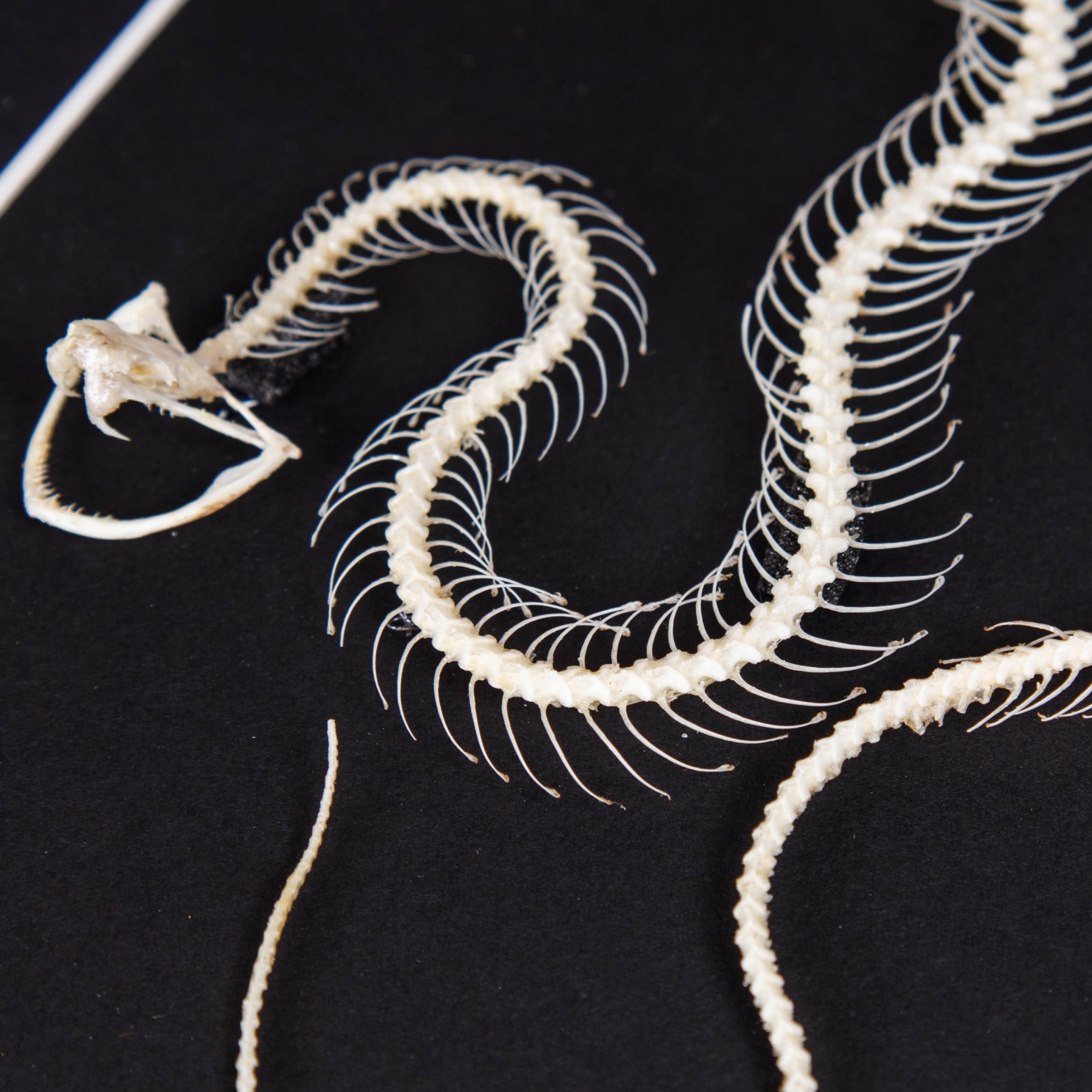 White-lipped Pit Viper Skeleton In Box Frame (Trimeresurus albolabris)