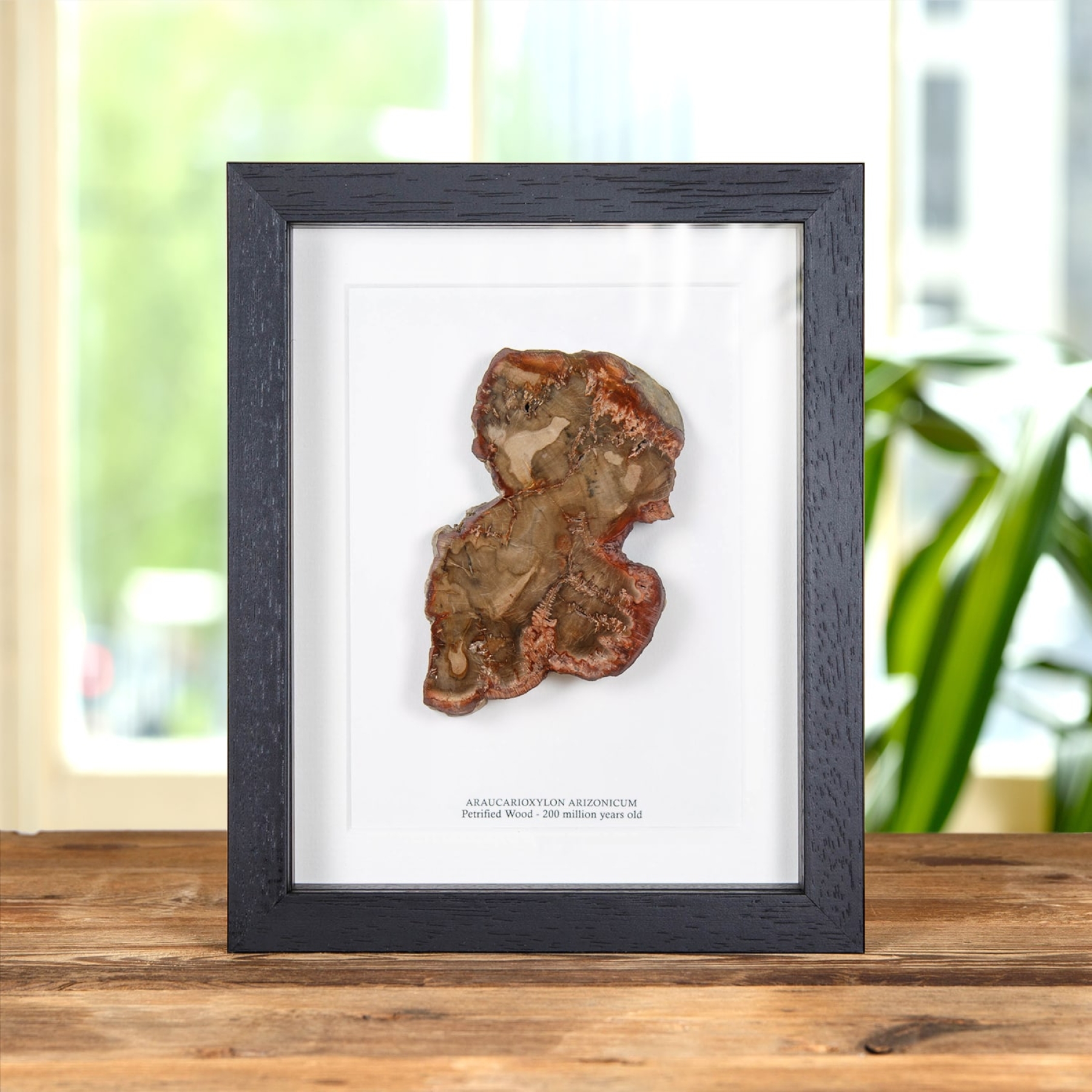 Minibeast Petrified Wood Fossil Slice In Box Frame (Araucarioxylon arizonicum)