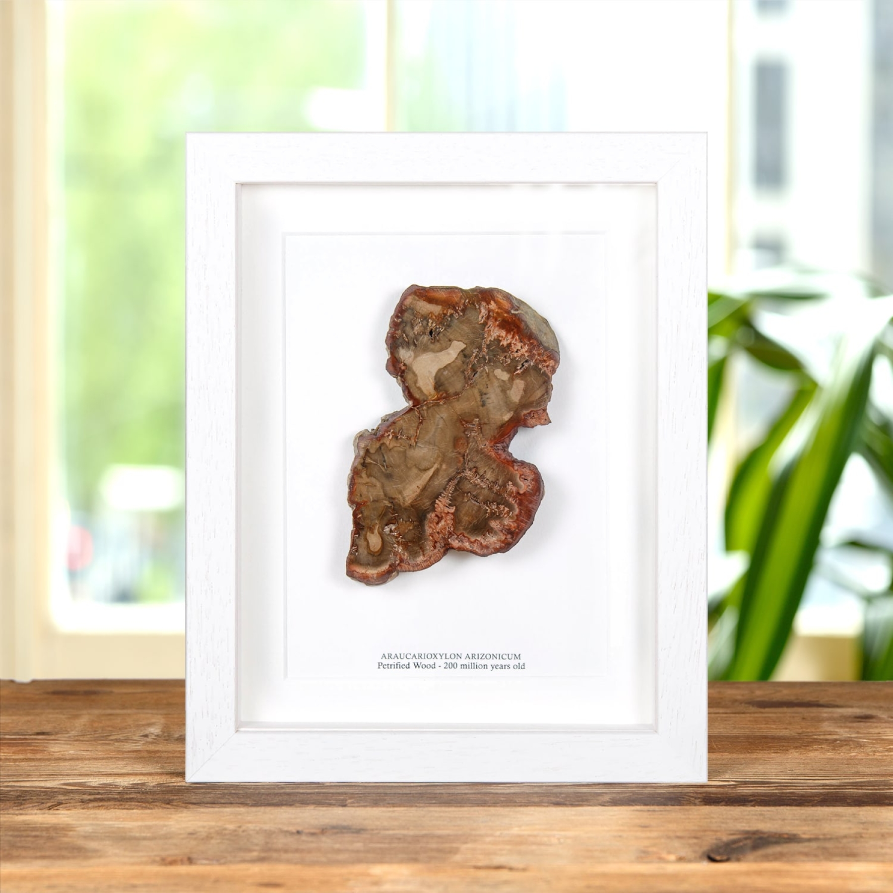Minibeast Petrified Wood Fossil Slice In Box Frame (Araucarioxylon arizonicum)