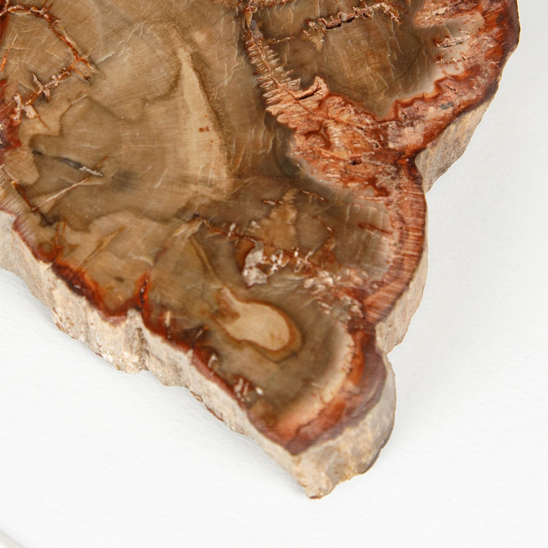 Minibeast Petrified Wood Fossil Slice In Box Frame (Araucarioxylon arizonicum)