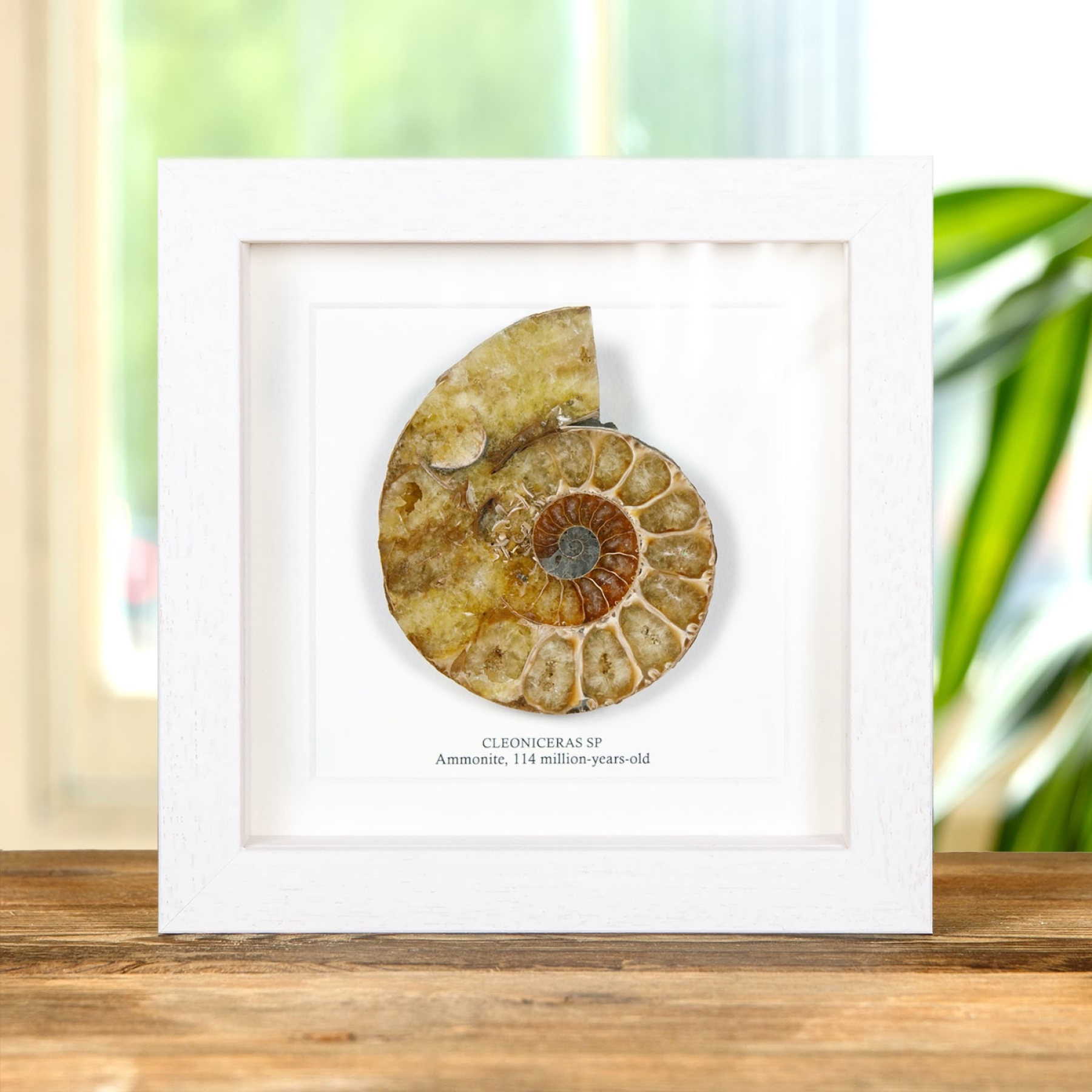 Minibeast Cut & Polished Ammonite Fossil In Box Frame (Cleoniceras sp)