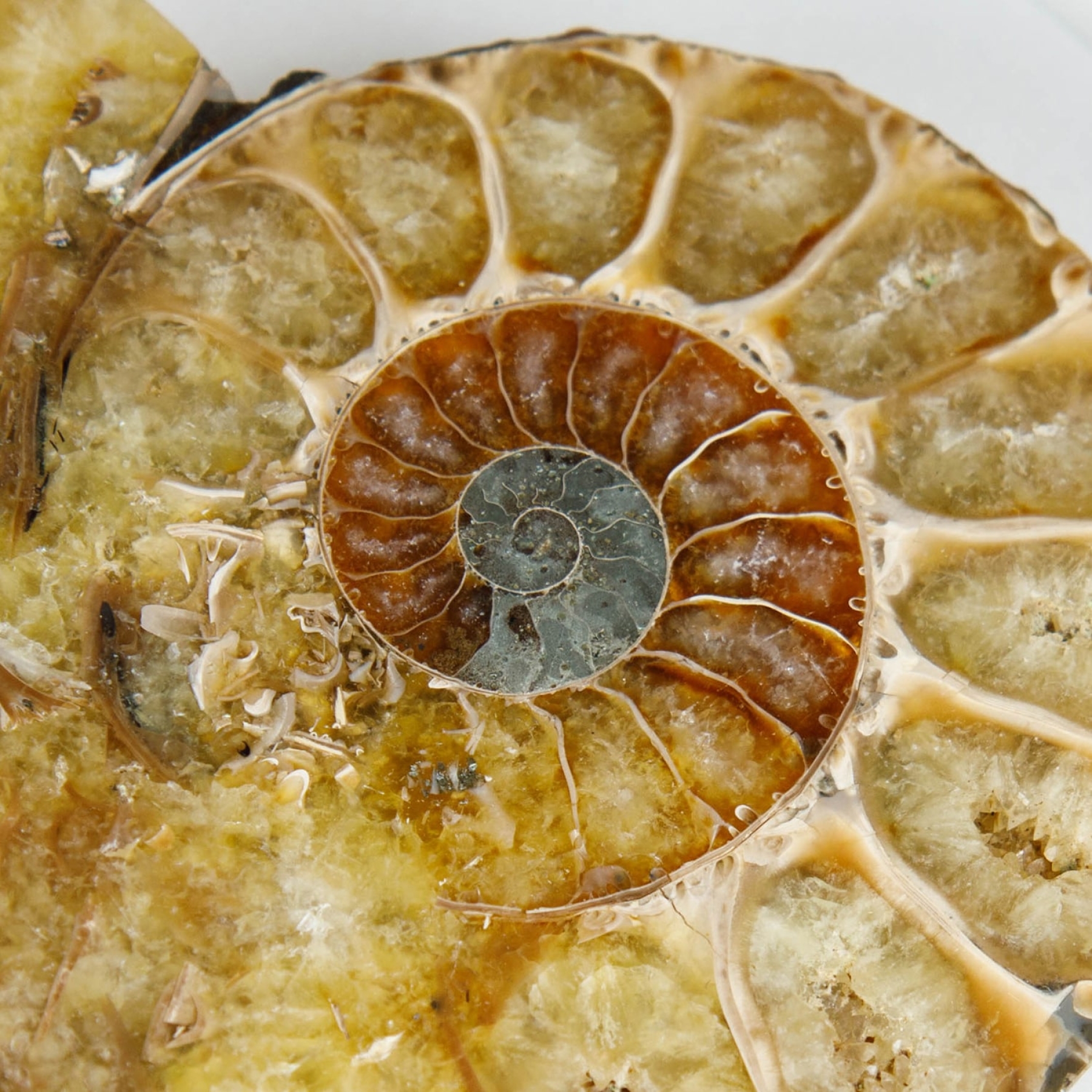 Minibeast Cut & Polished Ammonite Fossil In Box Frame (Cleoniceras sp)