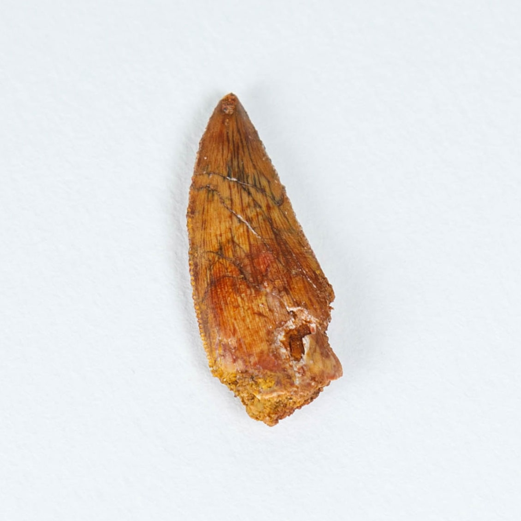 Raptor "Delta Runner" Dinosaur Tooth Fossil In Box Frame (Deltadromeus agilis)