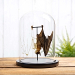 Minibeast Hanging Cave Nectar Bat Half Skeleton In Glass Dome (Eonycteris spelaea)