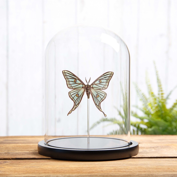 Spanish Moon Moth In Box Frame (Graellsia isabellae)