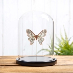 Minibeast Female Spanish Moon Moth In Glass Dome (Graellsia isabellae)