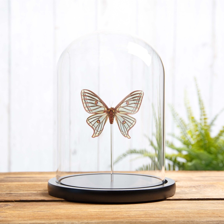 Female Spanish Moon Moth In Glass Dome (Graellsia isabellae) Female Spanish Moon Moth In Glass Dome (Graellsia isabellae)