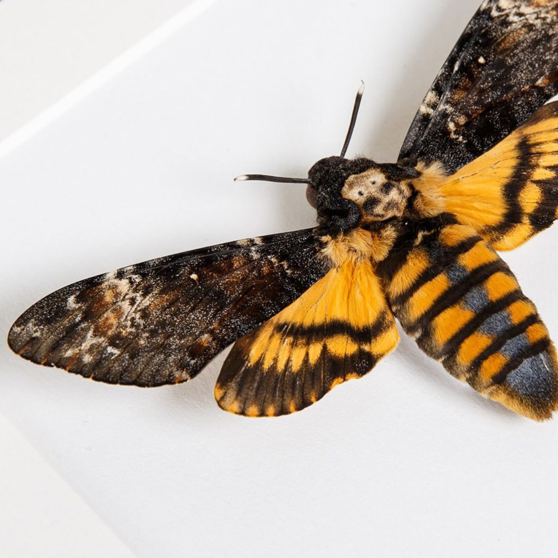 Hawk Moth Trio In Box Frame (Acherontia atropos, Sphinx ligustri & Daphnis nerii)