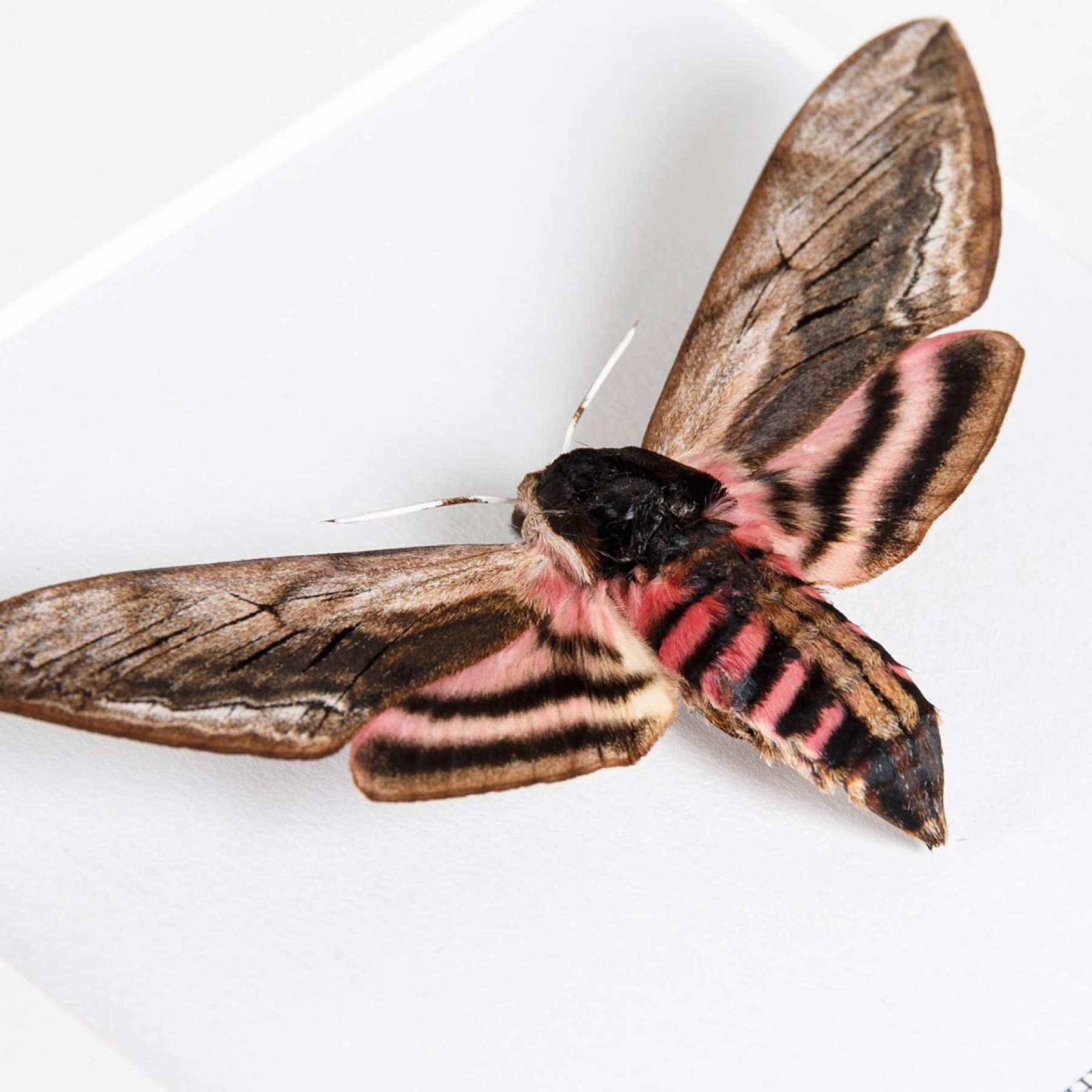 Hawk Moth Trio In Box Frame (Acherontia atropos, Sphinx ligustri & Daphnis nerii)