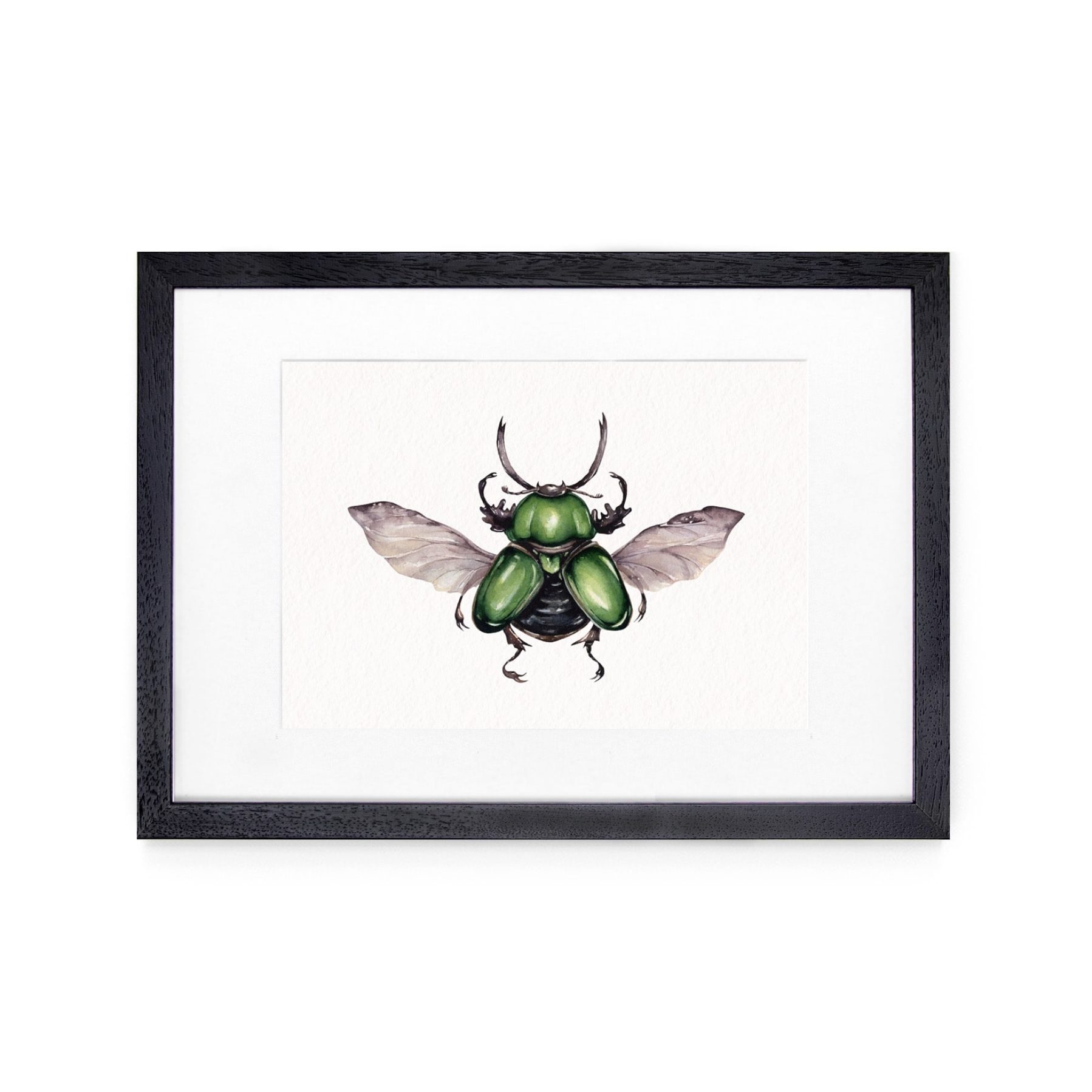 Male Saw Tooth Beetle (Lamprima adolphinae) Watercolour Giclée Print