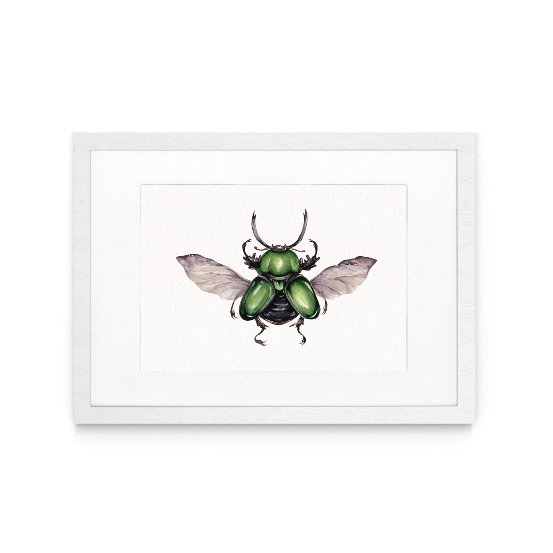 Male Saw Tooth Beetle (Lamprima adolphinae) Watercolour Giclée Print