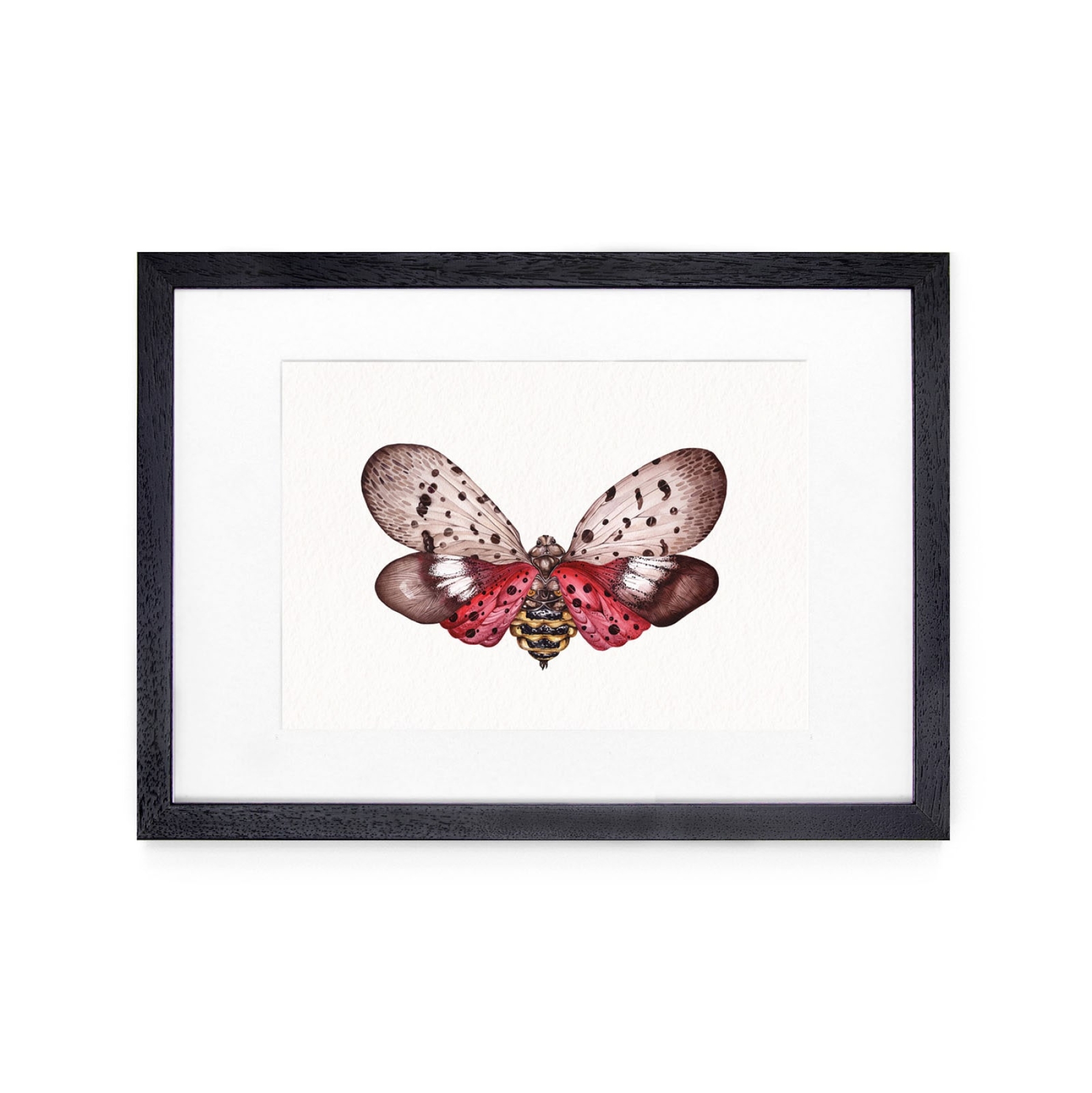 Spotted Lanternfly (Lycorma delicatula) Watercolour Giclée Print Spotted Lanternfly (Lycorma delicatula) Watercolour Giclée Print