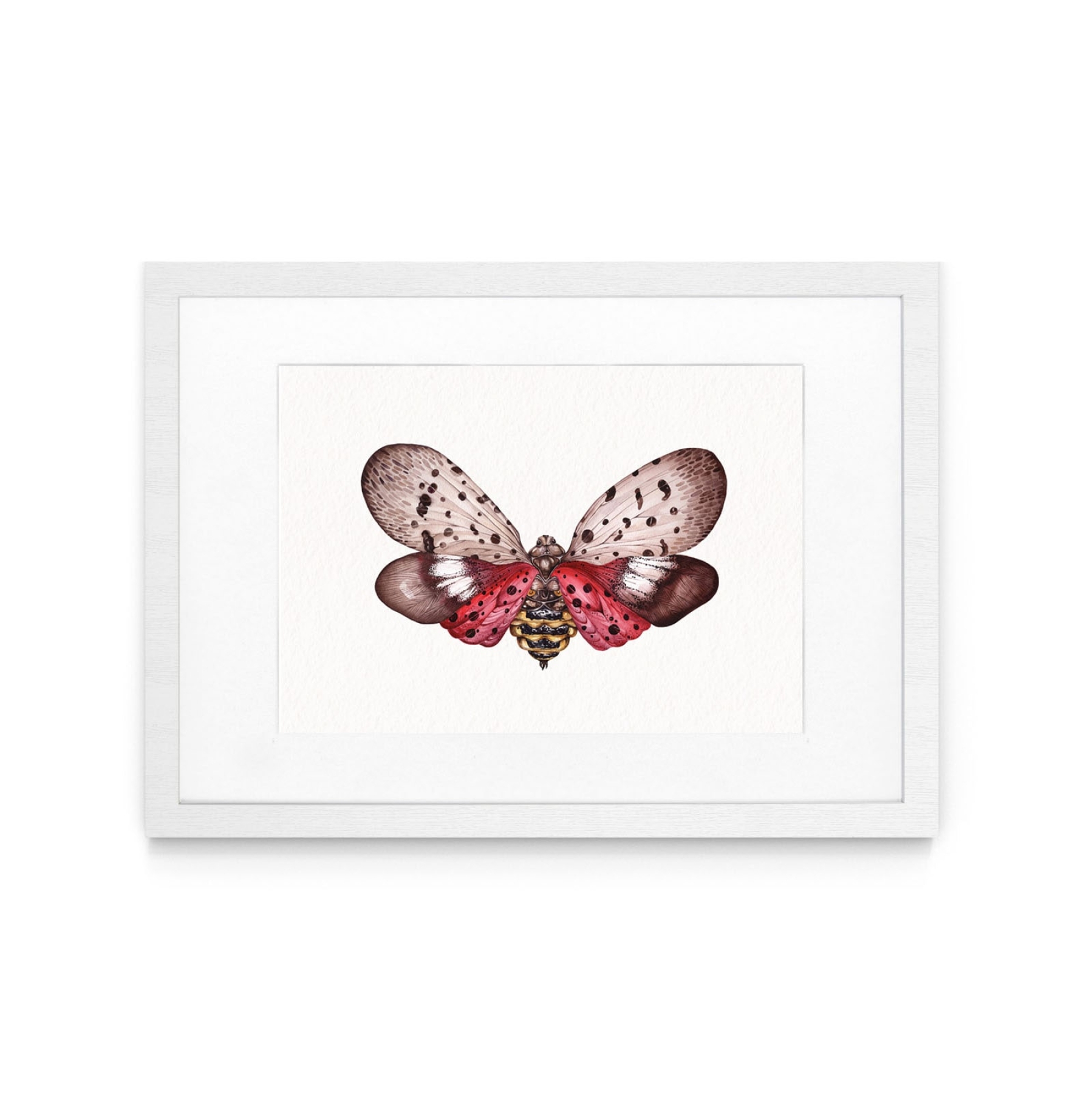 Spotted Lanternfly (Lycorma delicatula) Watercolour Giclée Print Spotted Lanternfly (Lycorma delicatula) Watercolour Giclée Print