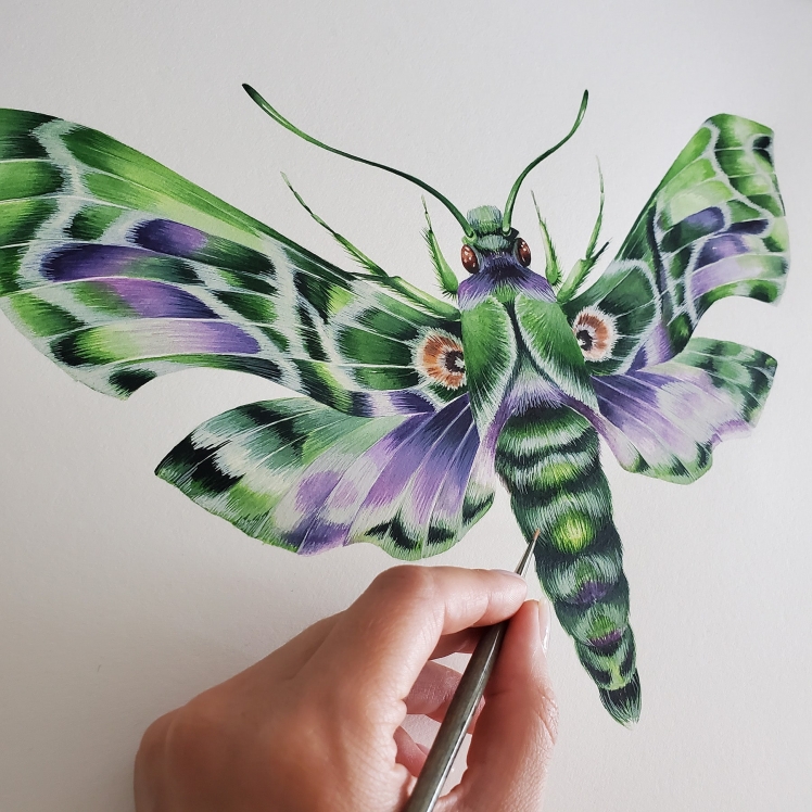 Army Green Moth (Daphnis nerii) Watercolour Giclée Print Army Green Moth (Daphnis nerii) Watercolour Giclée Print