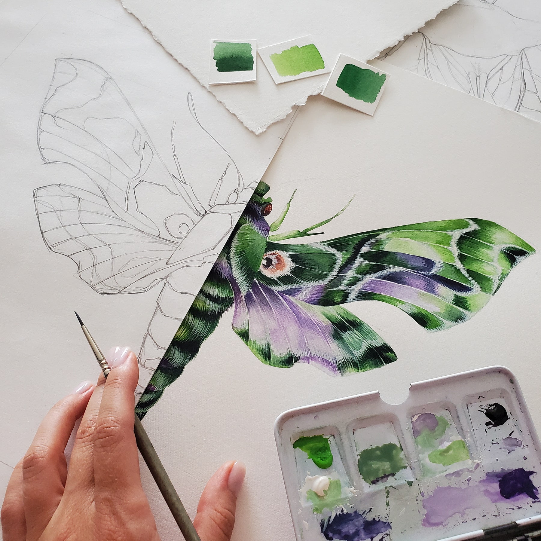Army Green Moth (Daphnis nerii) Watercolour Giclée Print