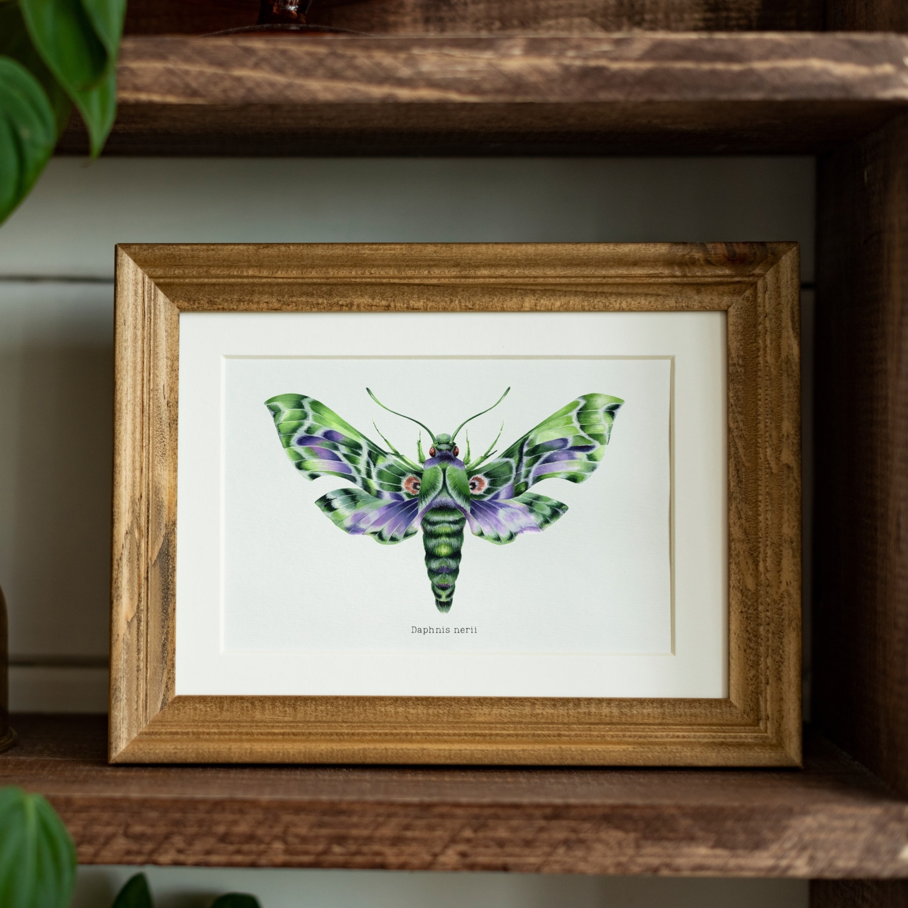 Army Green Moth (Daphnis nerii) Watercolour Giclée Print