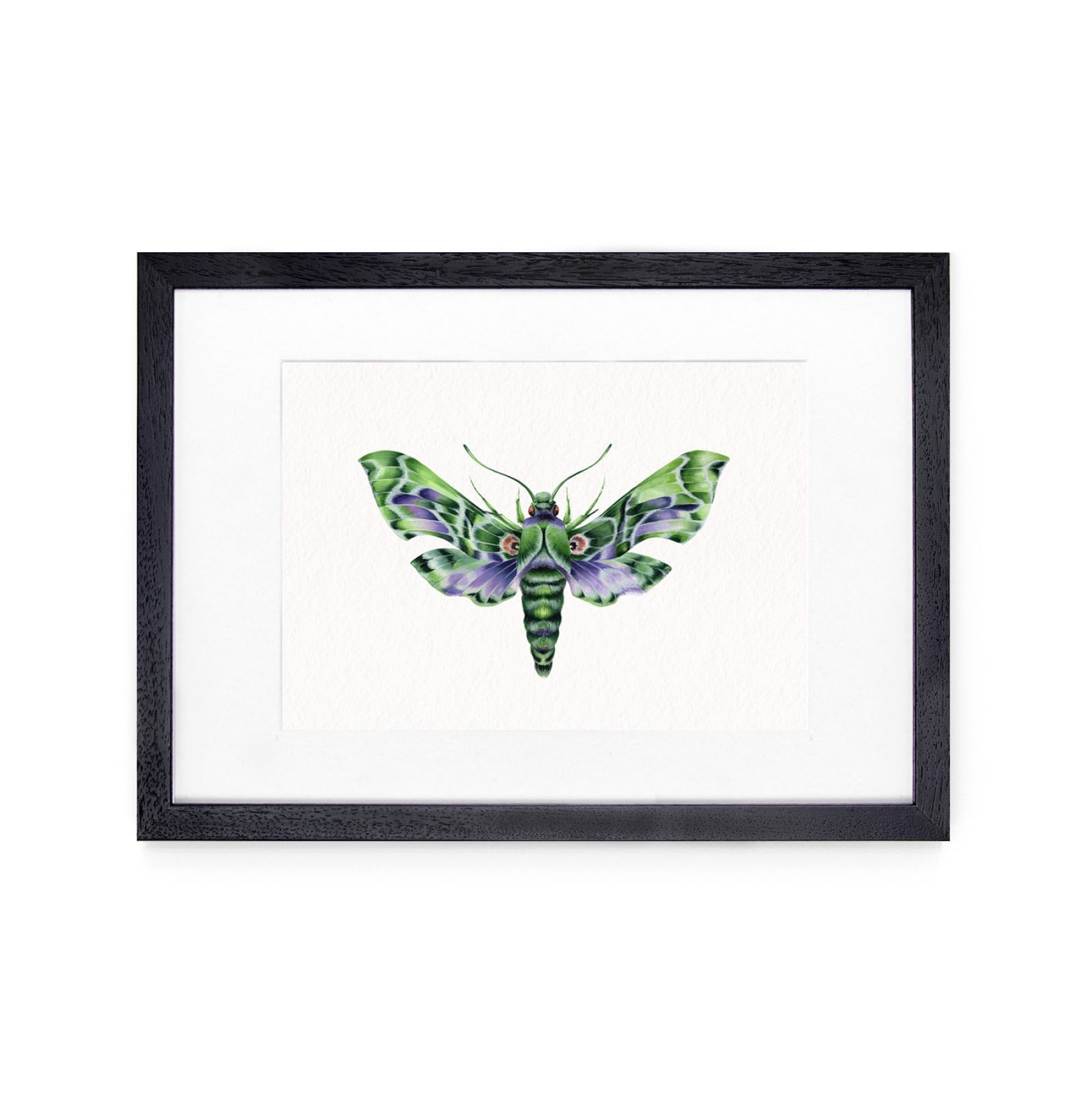 Army Green Moth (Daphnis nerii) Watercolour Giclée Print