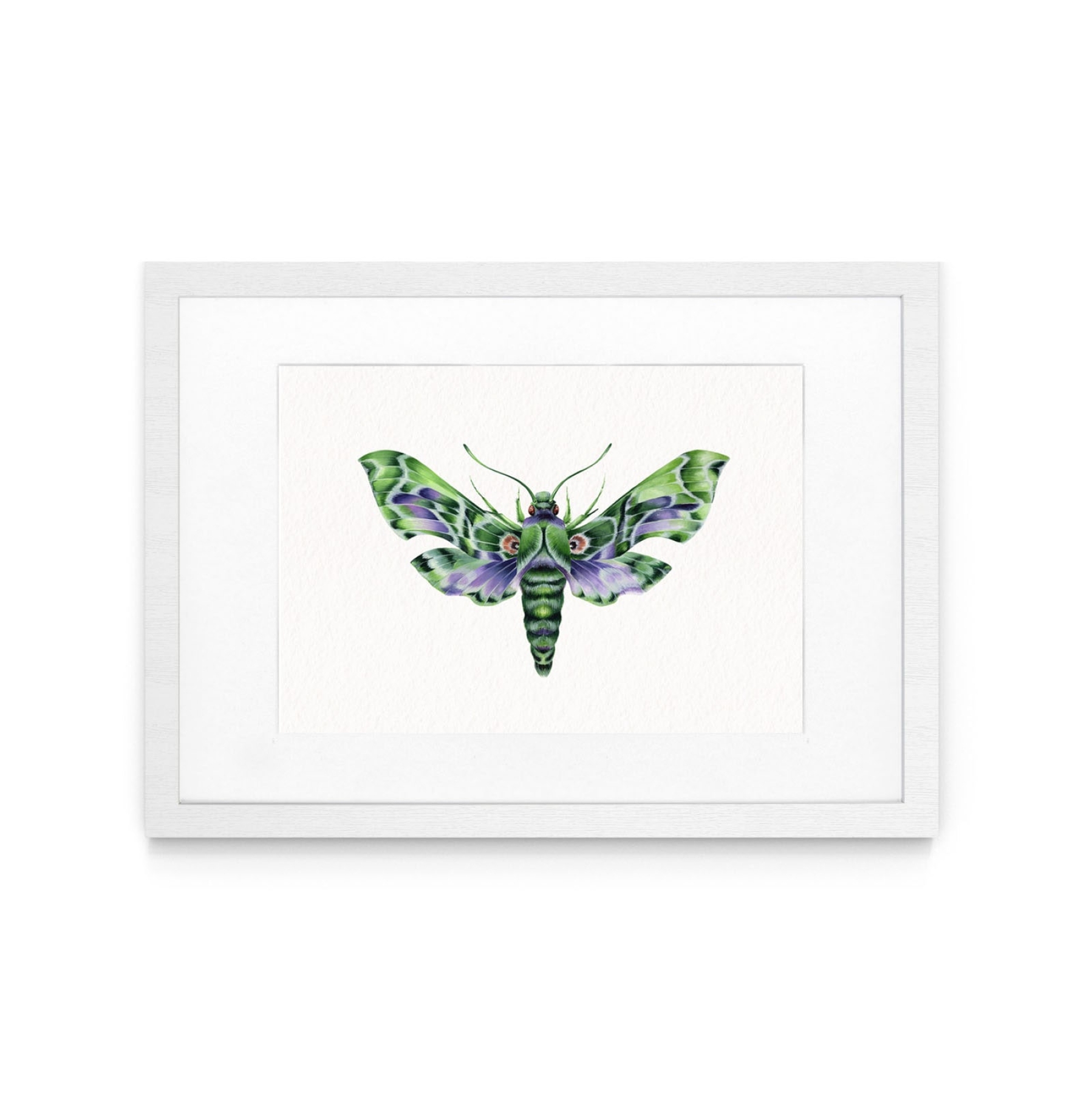 Army Green Moth (Daphnis nerii) Watercolour Giclée Print