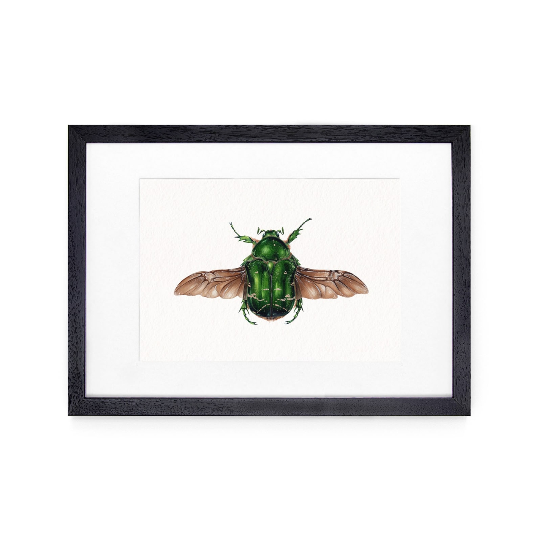 Rose Chafer (Cetonia aurata) Watercolour Giclée Print Rose Chafer (Cetonia aurata) Watercolour Giclée Print