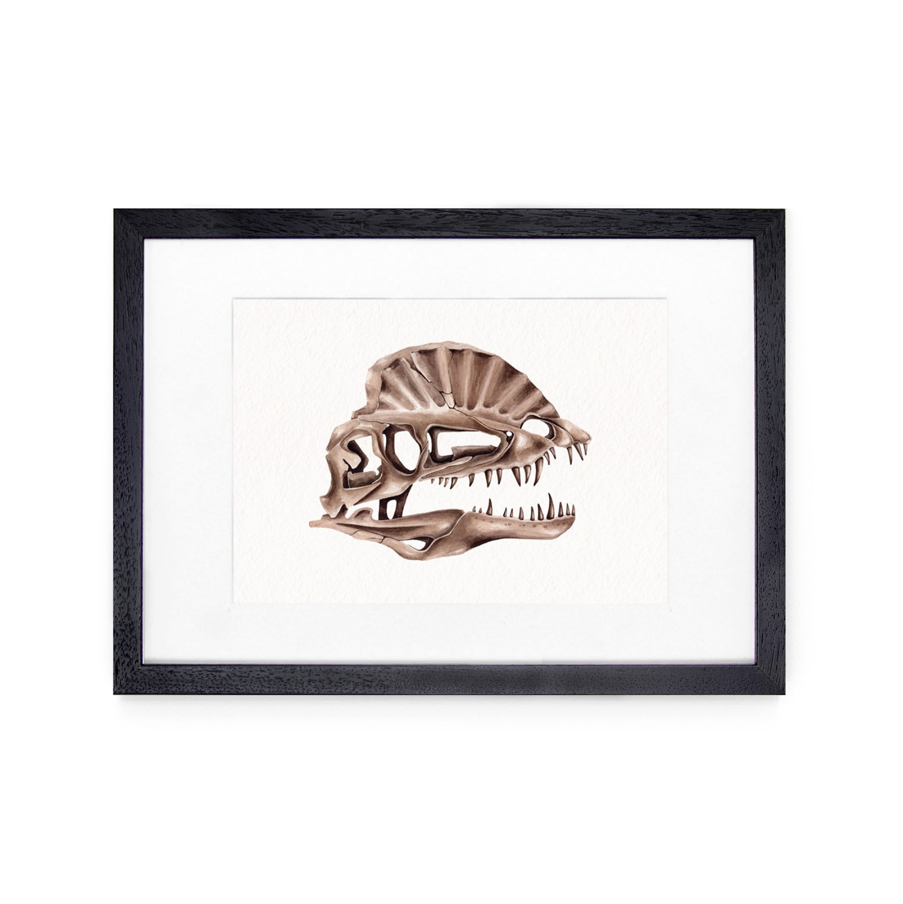 Dilophosaurus Dinosaur Watercolour Giclée Print