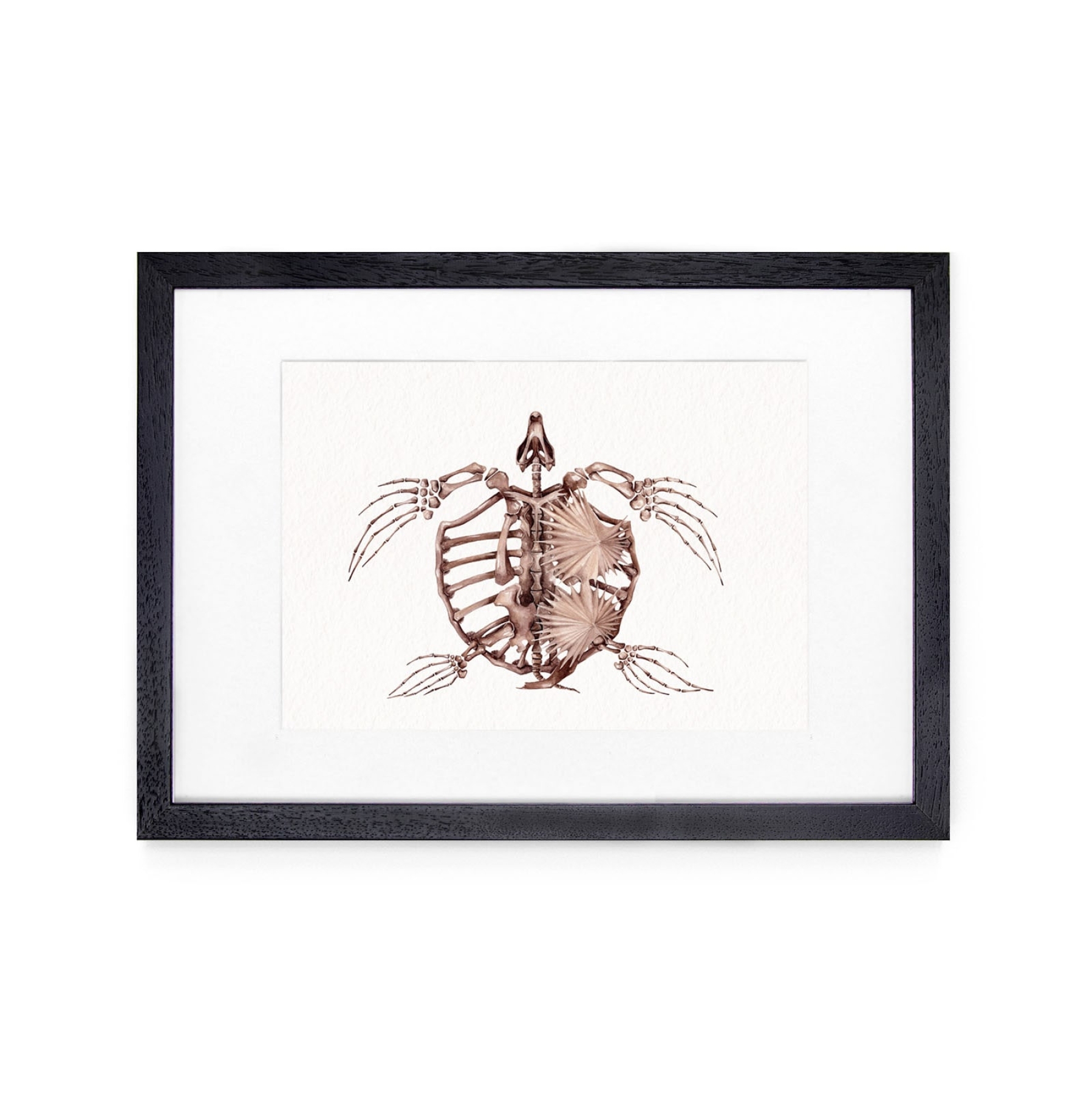 Archelon Dinosaur Watercolour Giclée Print