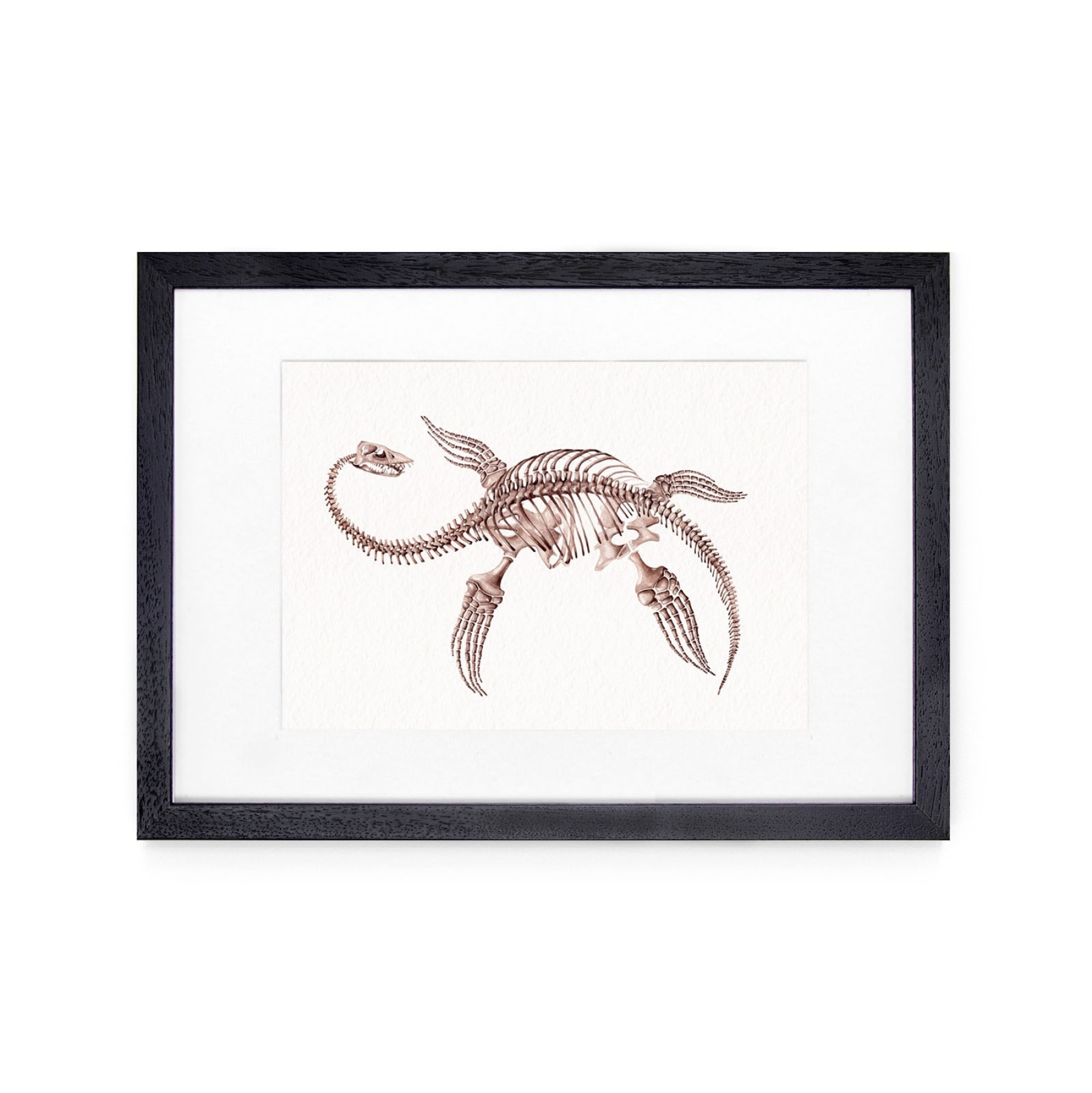 Plesiosaurus Dinosaur Watercolour Giclée Print Plesiosaurus Dinosaur Watercolour Giclée Print
