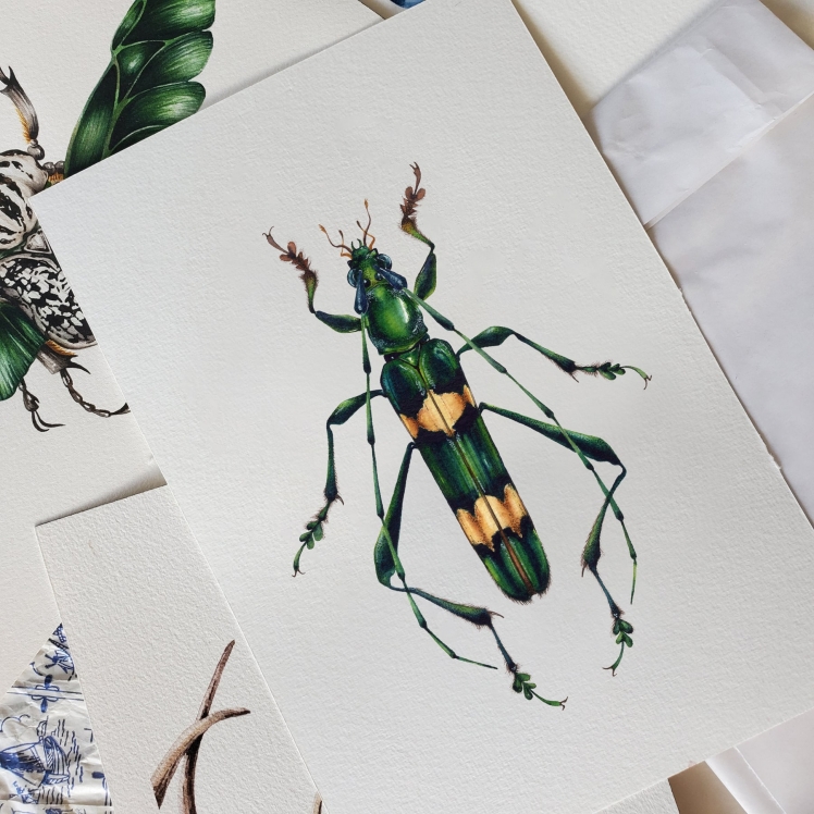 Polyzonus flavocinctus Watercolour Giclée Print