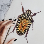 Minibeast Gymnetis stellata Watercolour Giclée Print